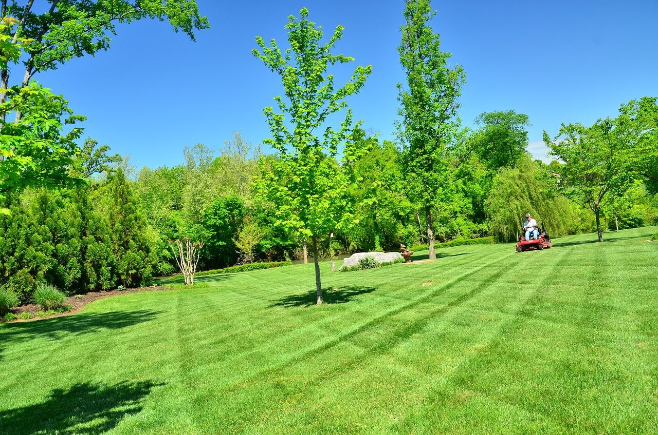 large lawn freshly mowed