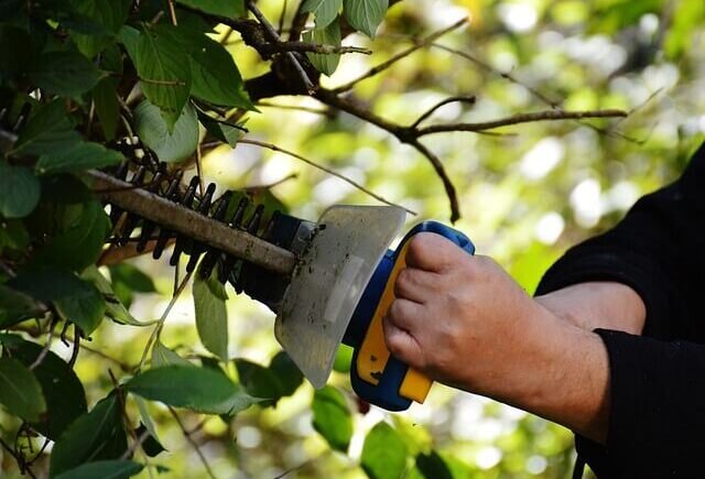 trimming a shrub